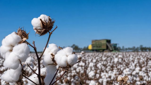 Market Shifts: ICE Cotton Prices Drop Amid Economic Turbulence | laskar4d, win303