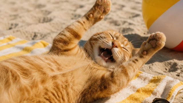 Embrace the Laughter: How Cats Bring Joy During Summer Breaks | fruugo basketball, cara membesarkan