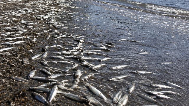 Summer's Herald: Capelin Arrive at Middle Cove Beach | kode4d alternatif, golden fish tank casino, b