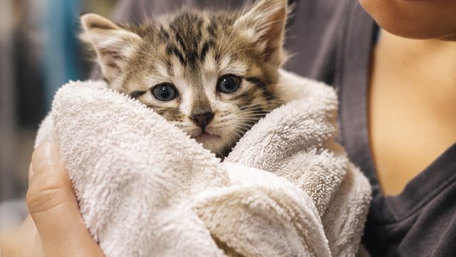 From Abandonment to Belonging: A Heartwarming Kitten Rescue Story | pirate cash jackpot, gladiator s