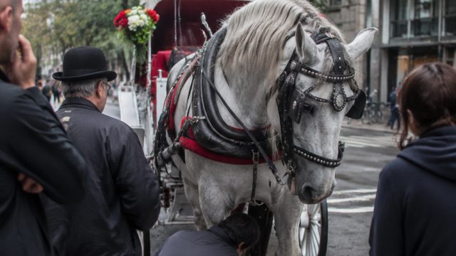 Calls to Reassess Horse-Drawn Carriages in NYC Intensify After Tragic Incident